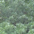 Acorn on the head …