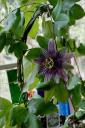 passionflower.jpg