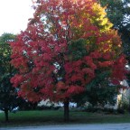 Creative Spirit, Trees, Mom, Hawks, Fish, Sasquatch, Cats, UFOs, Pets,  Afterlife and Math