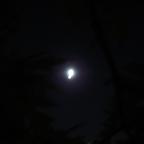 Magic in the Moonlight, paranormal on parade, “The Bigfoot Alien Connection Revealed”