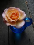 blue rose light