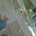 Black Dog Intuition, Covid-19 Mask Redirect, Paranormal, Skinwalker, Paulides, Diversions and PSI Course Resets