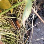 Surfing the Matrix – Consciousness, Magic Tricks, OBEs and Sci-Fi Short Film: ‘Bear With Me’