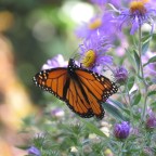 Mars, UFOs, Warp Drives,  Portals, Haunts, Etc.  –  Assorted Novelties in the Newsfeed