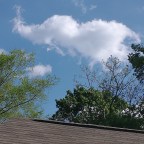 Oracles, Elephants, Visions in the Night, Synchronicity