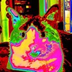 Time, dimension shifts, cats, dreams and bi-location