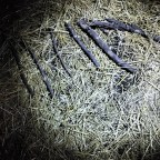 Paranormal yard anomaly, Sasquatch,  Misc. and Etc. links