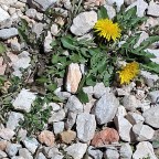 Boiling carrots – Stirring the pot, Life’s wonderful Oddities