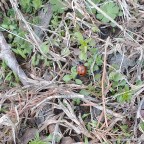 Lake night calling – Dream-walkers, Paranormal, Sasquatch, Ghosts, Nightlights, Dimension shifts, I see stars!