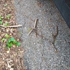 Guardian Angels and signs – noticing the details in plain sight