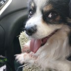 Consciousness, Animals dreaming, Children awakened, ETs warning about the Environment, Ariel Phenomenon