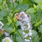 Future, Consciousness, Bees, Water, Thought, Light Beings, PSI, minding the flow