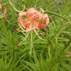 Whispers in the night – A rare alignment and the math in plain sight