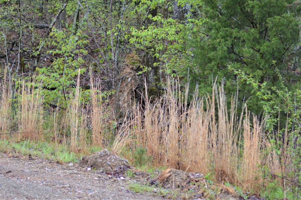 Hidden in plain view - half in and half out of our reality. Interdimensional Sasquatch. "I am here. You don't see me." [PSI, telepathic prompt to take the picture here.]