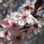 Hearing Voices – Inner sense – Extra sense