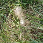 Amplifying Divergent Voices