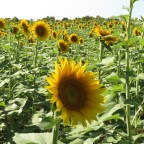 Refresh! Thriving meta fields – dreams – paranormal – unexplained – portals