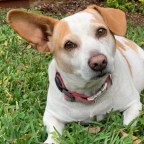 Golden-Eye Children, Near-Death Sensitivity, and the Call of the Land