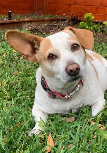 Jackson Earth Restoration & Research Center - Logo model. Dr. Jackson. 